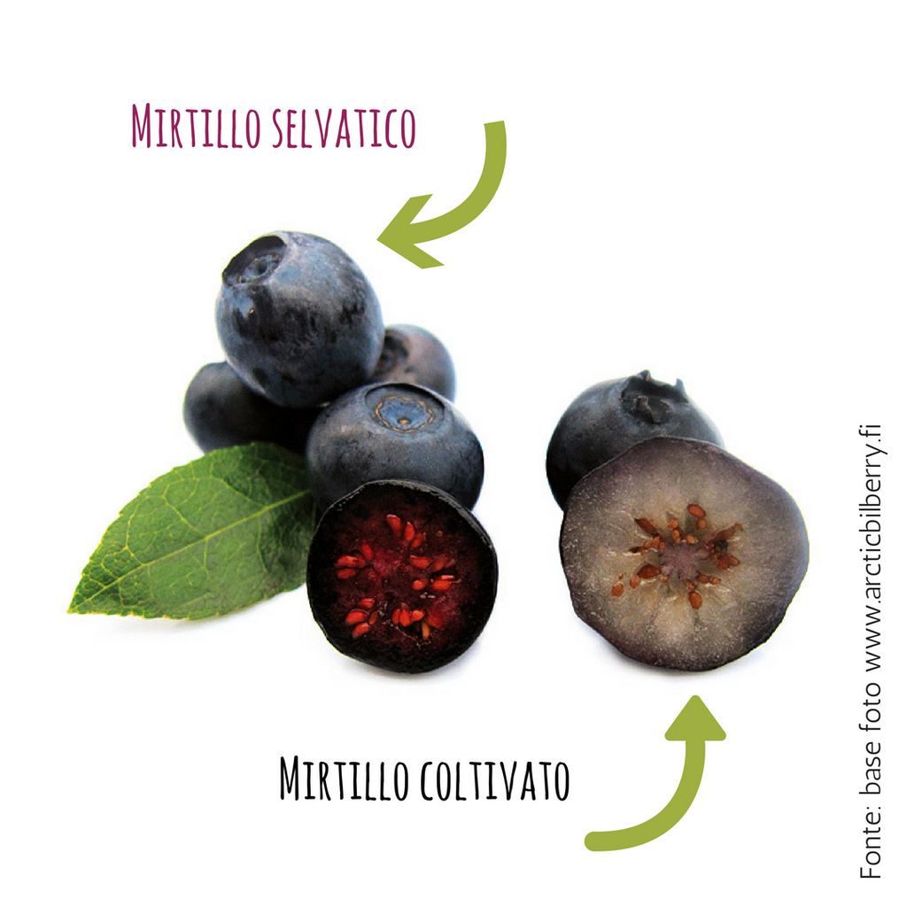 Il mirtillo nero dell'Artico