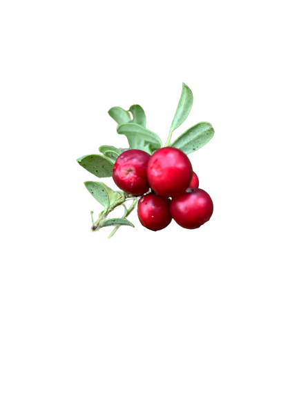 PolarDeli & Ecosostenibilità