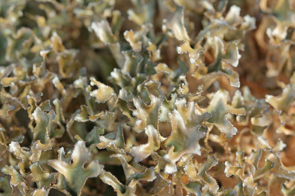 Lichine d'Islanda (Cetraria islandica)