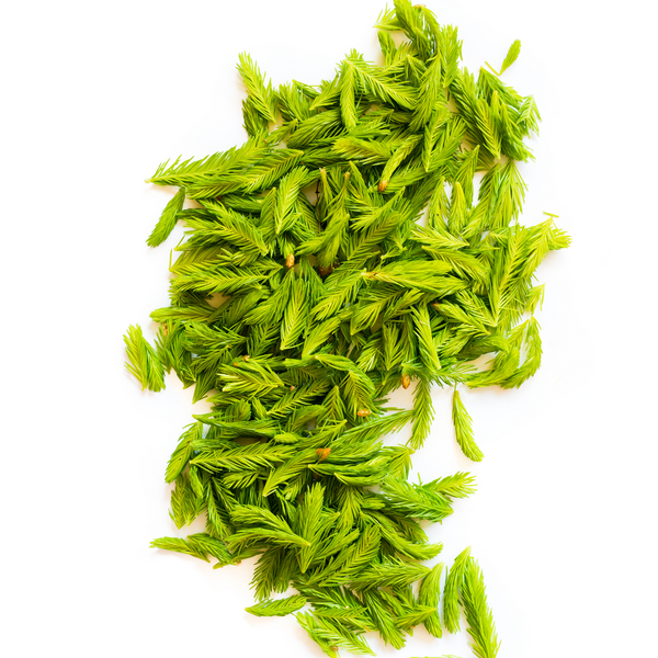 Gemme di Abete dalla Finlandia per infuso e latte