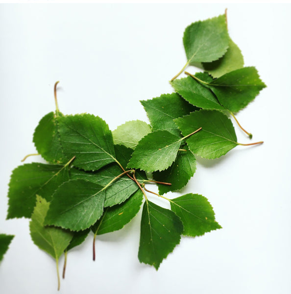 Foglie di Betulla dalla Finlandia per infuso 