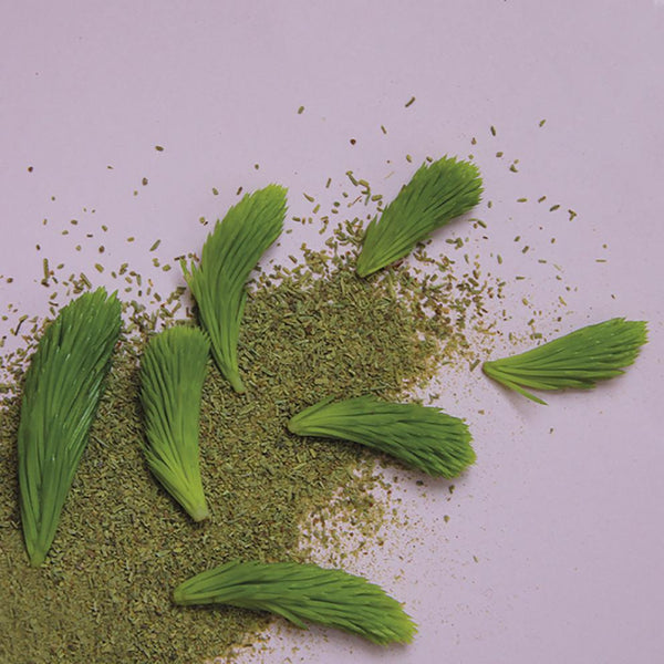 Polvere verde infuso con gemme di abete & zenzero