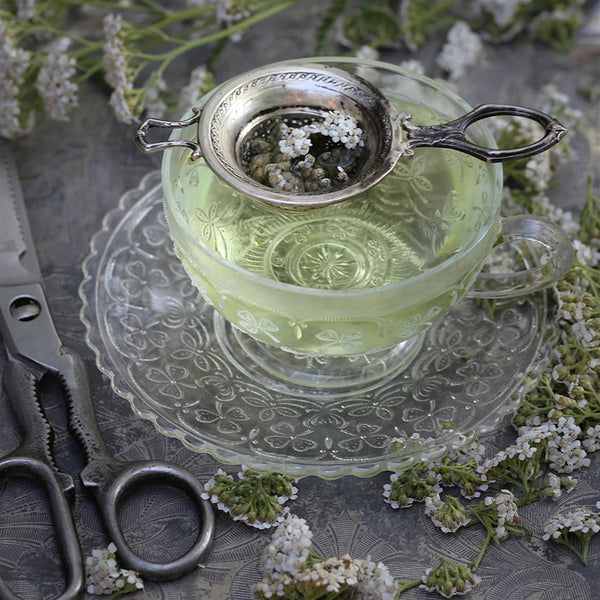 Infuso di fiori di Achillea millefoglie