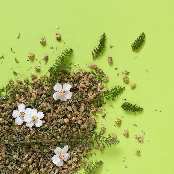 Achillea millefoglie