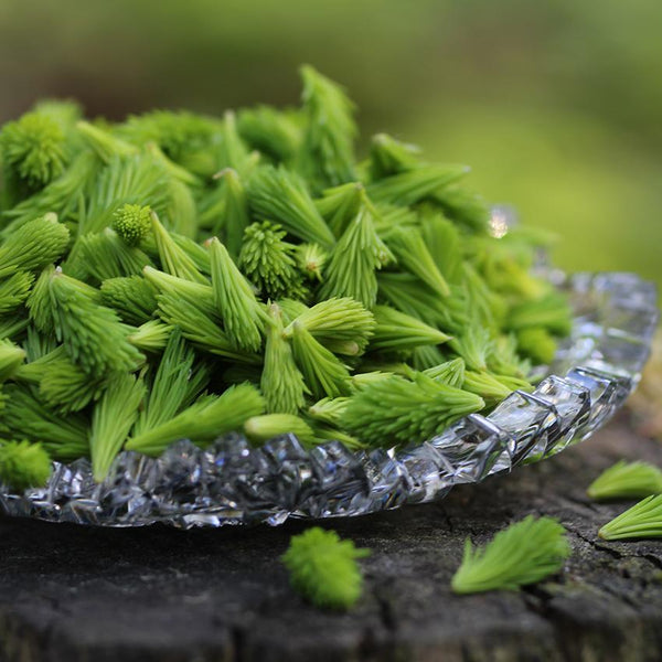 Polvere verde infuso con gemme di abete & zenzero
