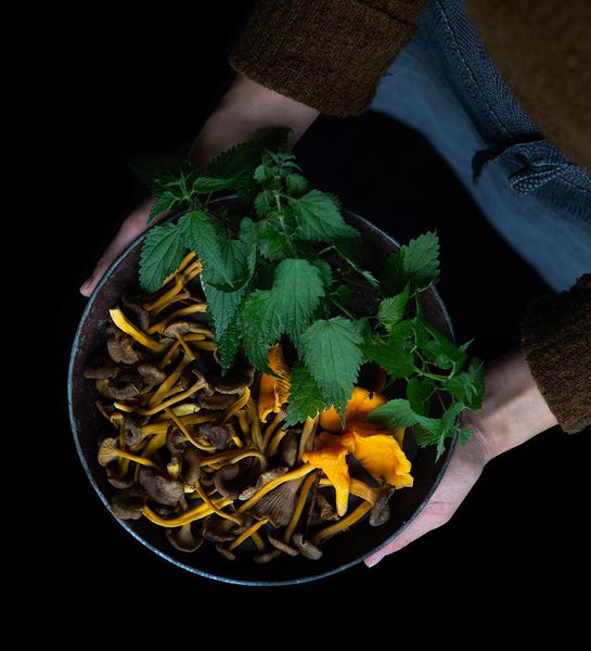 Funghi cantarelli