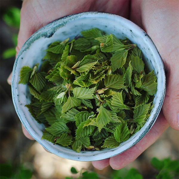 Foglie di Betulla per infuso e polvere verde