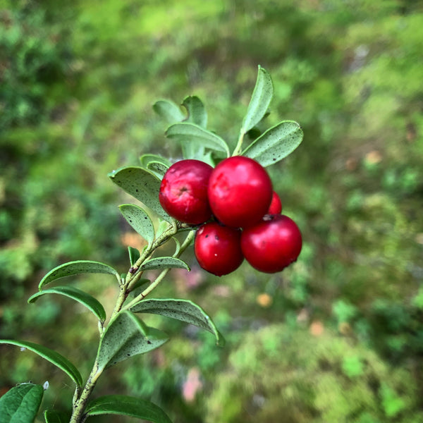 Cranberry e mirtillo rosso in polvere dalla Finlandia