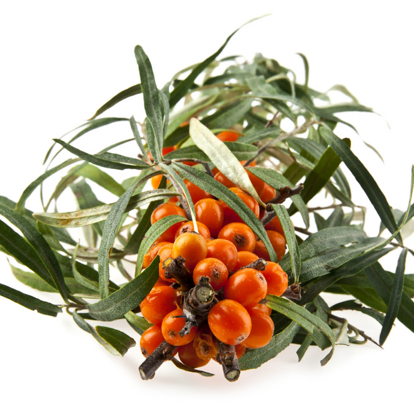 Olivello spinoso dalla Finlandia