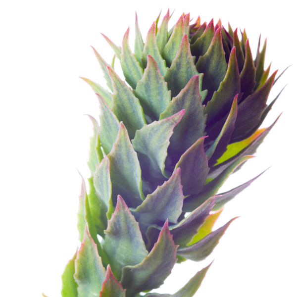 Rhodiola rosea dalla Lapponia finlandese