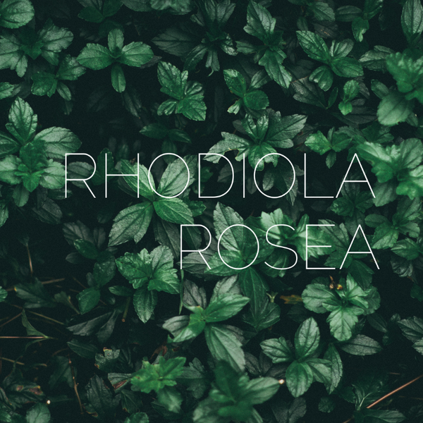 Rhodiola rosea dalla Lapponia finlandese