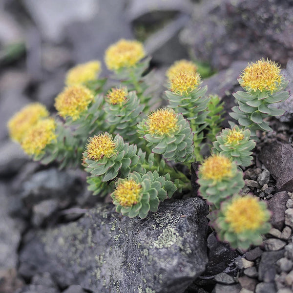 Rhodiola rosea dalla Lapponia finlandese per stile di vita sano