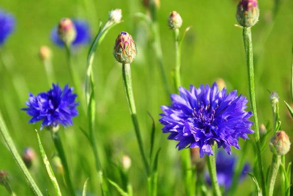 Fiordaliso Centaurea Cyanus