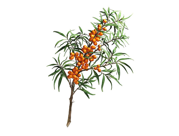 Olivello Spinoso in polvere OUTLET