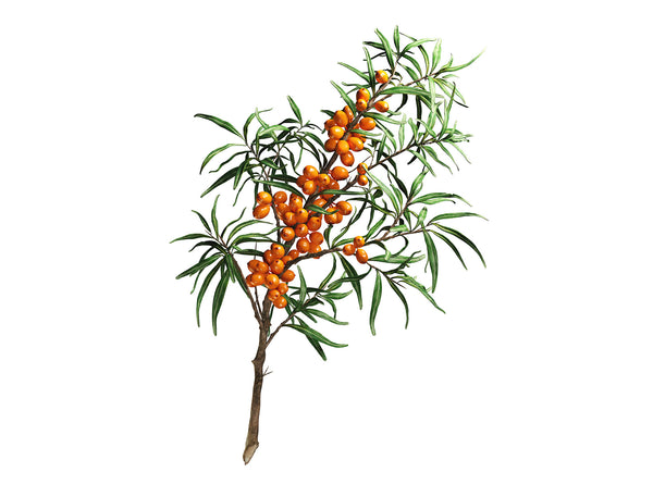 Olivello Spinoso in polvere