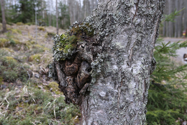 Fungo chaga dalla Lapponia finlandese
