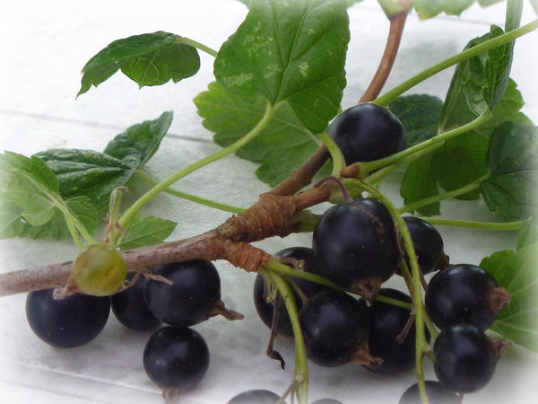 Mirtillo artico e ribes nero in polvere dalla Finlandia
