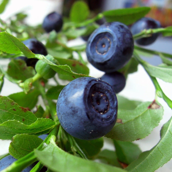 Mirtillo nero dell'Artico essiccato per lo yogurt, dolci, frullati, infusi e altre bevande. 