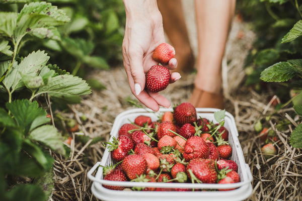 Fragole essiccate dalla Finlandia per colazione e dolci