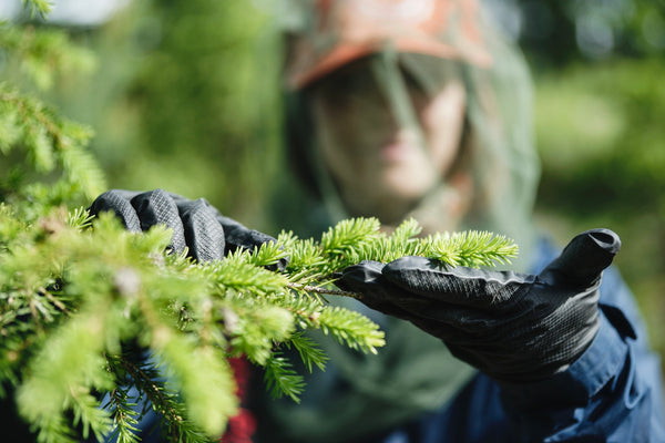 La raccolta delle Gemme di Abete in Lapponia finlandese