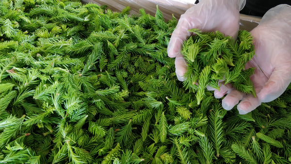 Gemme di Abete in polvere dalla Lapponia finlandese
