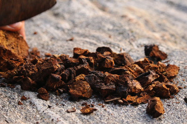 Fungo chaga dalla Lapponia finlandese