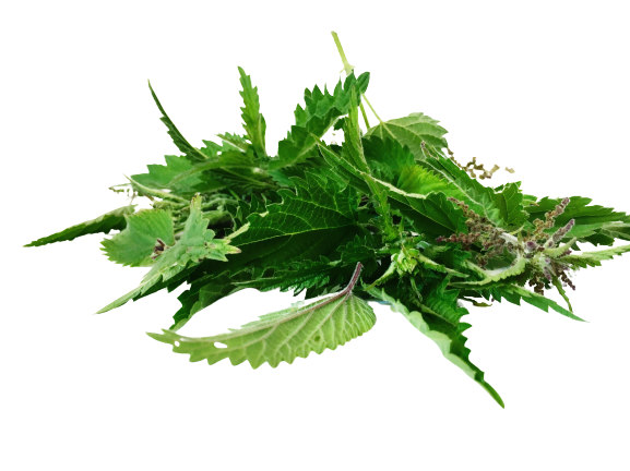 Superfood Semi di Ortica dalla Lapponia finlandese