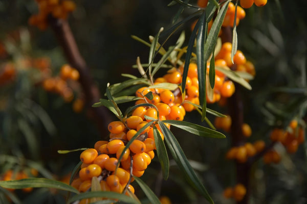 Olivello spinoso