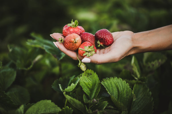 Fragole essiccate dalla Finlandia per colazione e dolci